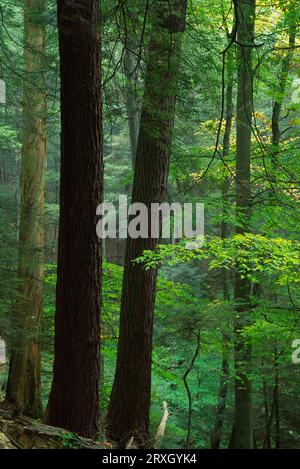 Antica foresta, cuocere la foresta del parco statale, Pennsylvania Foto Stock