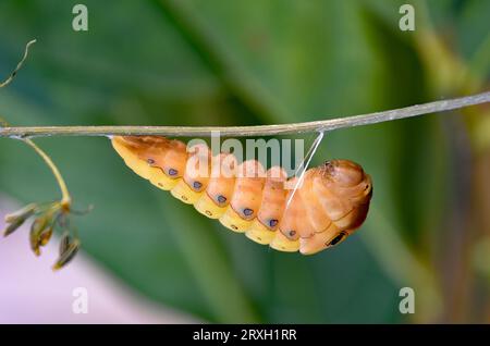 il bruco della farfalla Spicebush Swallowtail (Papilio troilus) si trasforma in una crisalide Foto Stock