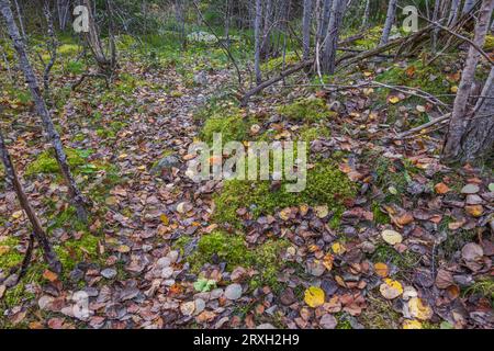 Splendida vista del sentiero nella foresta autunnale con funghi aspen. Svezia. Foto Stock