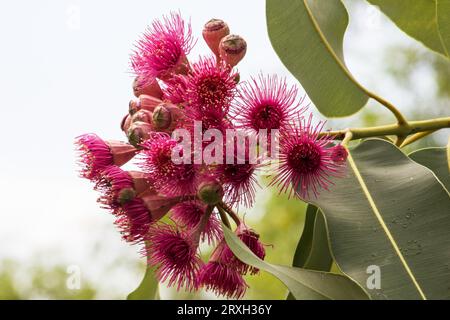 Fiori e foglie di eucalipto phytocarpa Foto Stock