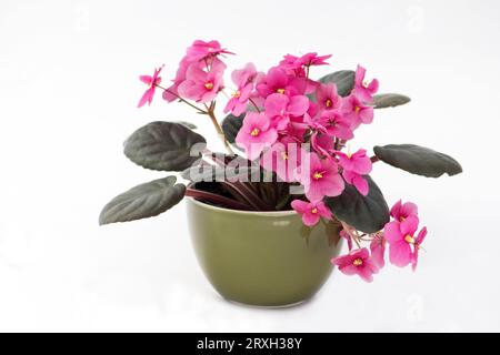 Viola africano rosa su sfondo bianco Foto Stock