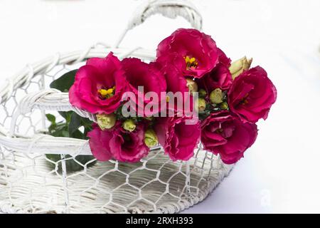 Lisianto fiori in un cesto su sfondo bianco Foto Stock