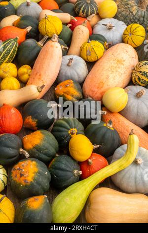 Selezione di zucche e zucche, autunno autunnale, verdure coltivate in casa a halloween. Buongustai colorati assortiti. Foto Stock