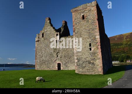 Una pecora pascolava di fronte al castello di Lochranza sull'isola di Arran, in Scozia. Foto Stock