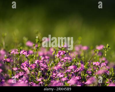 in una giornata di sole ci sono bellissimi viola dimenticati di me non fiori Foto Stock