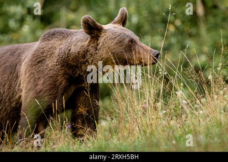 Orso bruno (Ursus arctos) in una foresta dei Carpazi, Romania, Europa Foto Stock