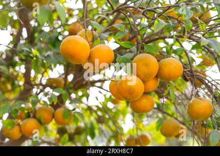 Cattura della frutta d'arancia appesa sul ramo. Arancio con frutta. Arancio sospeso. Arance mature e fresche appese al ramo. Frutta succosa W Foto Stock