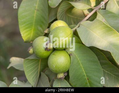 Cattura di guavas appese al ramo dell'albero. Frutta guava appesa. Primo piano delle guavas. Concetto di cibo sano. Guava. Guava di frutta tropicale matura su GU Foto Stock