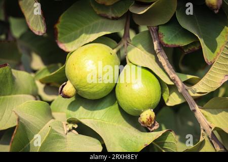 Cattura di guavas appese al ramo dell'albero. Frutta guava appesa. Primo piano delle guavas. Concetto di cibo sano. Guava. Guava di frutta tropicale matura su GU Foto Stock