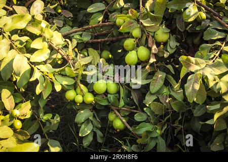 Cattura di guavas appese al ramo dell'albero. Frutta guava appesa. Primo piano delle guavas. Concetto di cibo sano. Guava. Guava di frutta tropicale matura su GU Foto Stock