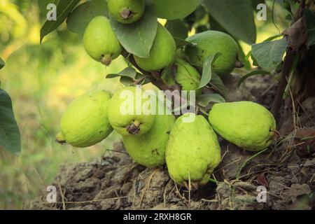 Cattura di guavas appese al ramo dell'albero. Frutta guava appesa. Primo piano delle guavas. Concetto di cibo sano. Guava. Guava di frutta tropicale matura su GU Foto Stock