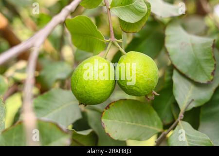 Cattura di guavas appese al ramo dell'albero. Frutta guava appesa. Primo piano delle guavas. Concetto di cibo sano. Guava. Guava di frutta tropicale matura su GU Foto Stock