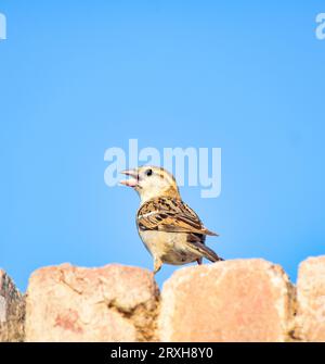 Ritratto del passero eurasiatico - Passer montanus uccello da appollaiamento comune. Passero della casa femmina songbird (Passer domesticus) seduto a cantare su cavo e. Foto Stock