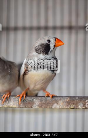 Un'immagine ad alto angolo di uccelli fingi zebrati seduti nella gabbia in vendita. Bellissimi uccelli Amadins in gabbia. Zebra finch Birds nel mercato degli uccelli. Beauti Foto Stock