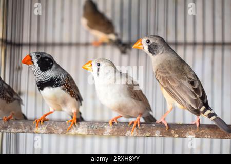 Un'immagine ad alto angolo di uccelli fingi zebrati seduti nella gabbia in vendita. Bellissimi uccelli Amadins in gabbia. Zebra finch Birds nel mercato degli uccelli. Beauti Foto Stock