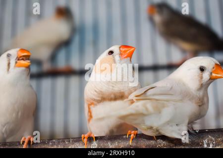 Un'immagine ad alto angolo di uccelli fingi zebrati seduti nella gabbia in vendita. Bellissimi uccelli Amadins in gabbia. Zebra finch Birds nel mercato degli uccelli. Beauti Foto Stock