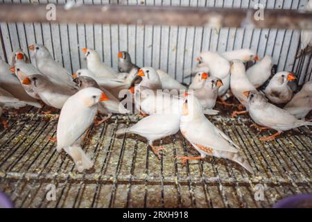 Un'immagine ad alto angolo di uccelli fingi zebrati seduti nella gabbia in vendita. Bellissimi uccelli Amadins in gabbia. Zebra finch Birds nel mercato degli uccelli. Beauti Foto Stock