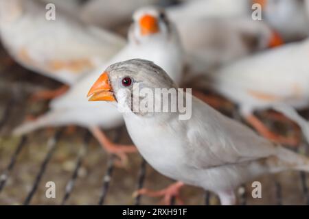 Un'immagine ad alto angolo di uccelli fingi zebrati seduti nella gabbia in vendita. Bellissimi uccelli Amadins in gabbia. Zebra finch Birds nel mercato degli uccelli. Beauti Foto Stock