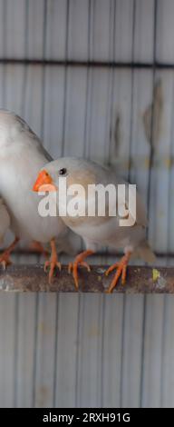 Un'immagine ad alto angolo di uccelli fingi zebrati seduti nella gabbia in vendita. Bellissimi uccelli Amadins in gabbia. Zebra finch Birds nel mercato degli uccelli. Beauti Foto Stock
