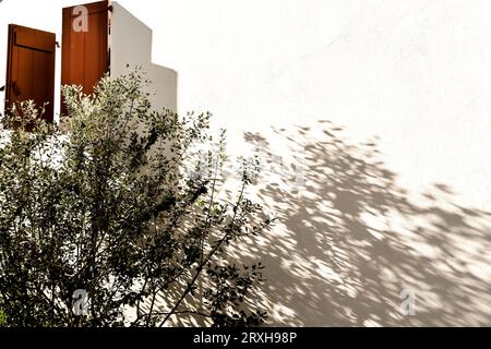 Tradizionale casa a graticcio con finestra rossa e olivo ad Ainhoa, una piccola città vicino al confine spagnolo Foto Stock