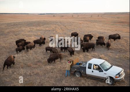 Rancher mette fuori una balla di fieno per un branco di bisonti (Bos bison) da pascolare nel suo ranch in Nebraska, USA; Valentine, Nebraska, Stati Uniti d'America Foto Stock