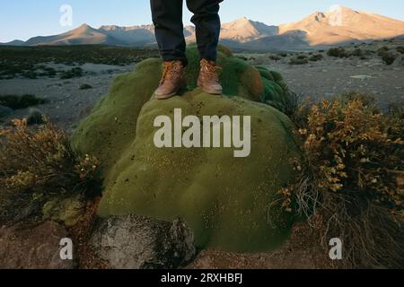 L'escursionista si erge su una roccia coperta di muschio nel deserto di Atacama, in Cile Foto Stock