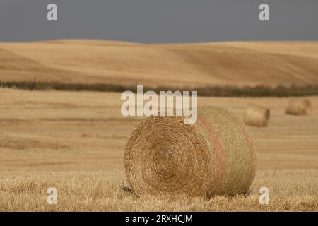 Balla di fieno dorata in un campo raccolto; Alberta, Canada Foto Stock