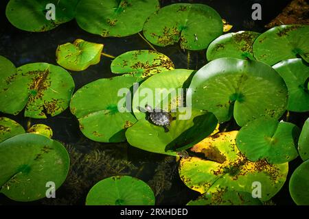 Cursore dalle orecchie rosse, terrapin dalle orecchie rosse, Trachemys scripta elegans su giglio. Foto Stock