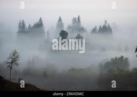 La nebbia mattutina avvolge alberi sempreverdi; Washington, Stati Uniti d'America Foto Stock