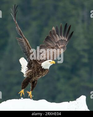 L'aquila calva (Haliaeetus leucocephalus) prende il volo da un tumulo innevato vicino a Petersburg, Inside Passage, Alaska, Stati Uniti; Alaska, Stati Uniti d'America Foto Stock