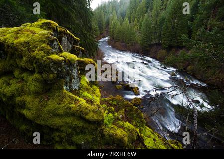 Fiume Rogue superiore che attraversa il canyon boscoso nella Siskiyou National Forest, Oregon, Stati Uniti d'America Foto Stock