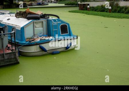 Percorso a parte, erbaccia verde Foto Stock