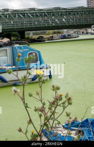Percorso a parte, erbaccia verde Foto Stock