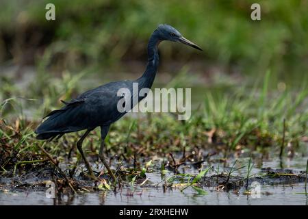 Il ritratto di un airone nero (Egretta ardesiaca) si erge a fissare nelle basse fondali erbose del Parco Nazionale del Chobe; Chobe, Botswana Foto Stock