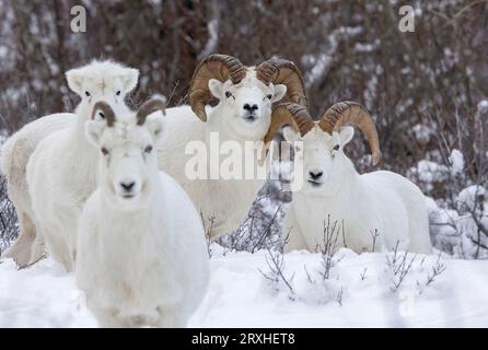 Pecore Bighorn (Ovis canadensis) maschili e femminili in piedi sulla neve; Alaska, Stati Uniti d'America Foto Stock