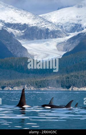 Una riserva di balene Orca Surface nel Favorite Passage vicino a Juneau con Eagle Glacier e Coast Range sullo sfondo, Alaska, composito Foto Stock