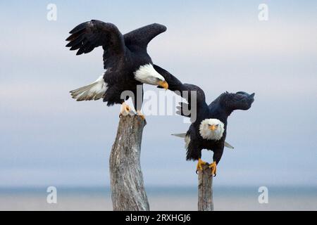 Due aquile calve arroccate su Driftwood vicino a Homer, Alaska, penisola di Kenai, inverno Foto Stock