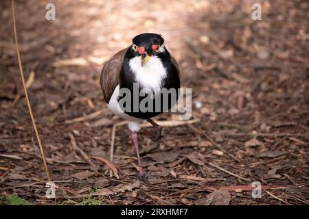 il lapwing a fascia ha un cappuccio nero e un'ampia striscia a occhio bianco, con un anello a occhio giallo e un becco e un piccolo baglietto rosso sopra il becco. Le gambe sono rosa Foto Stock