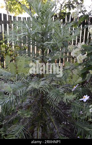 Wollema Pine, Wollemia nobilis nel Giardino Botanico di Inverness Foto Stock