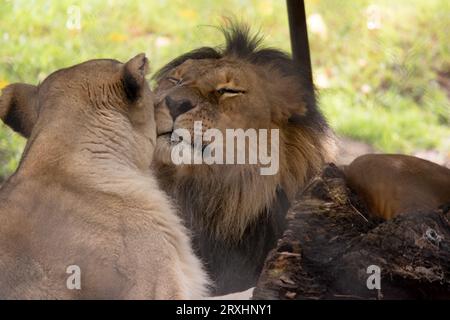 Essendo più piccoli e leggeri dei maschi, le leonesse sono più agili e veloci. Durante la caccia, le femmine più piccole inseguono la preda verso il centro della monaca Foto Stock