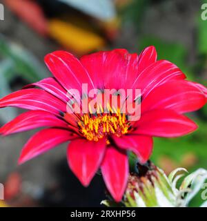 Fiore rosa con centro giallo, su sfondo verde Foto Stock