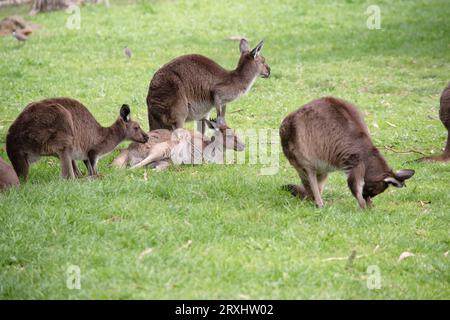 questa è una folla di canguri grigi occidentali Foto Stock