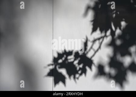 Ombre dei rami degli alberi sulla superficie grigia liscia di un muro della città Foto Stock