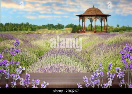 Ponte in legno tra un fiorente campo di lavanda. Spazio per il testo Foto Stock