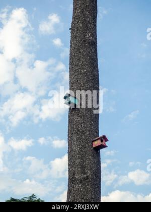 Case per uccelli su un grande albero. Case per uccelli dal design insolito nel parco. Prendersi cura degli uccelli. Luogo di nidificazione. Cose fatte in casa. Foto Stock