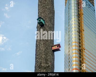 Case per uccelli su un grande albero. Case per uccelli dal design insolito nel parco. Prendersi cura degli uccelli. Luogo di nidificazione. Cose fatte in casa. Sullo sfondo di una grande Foto Stock