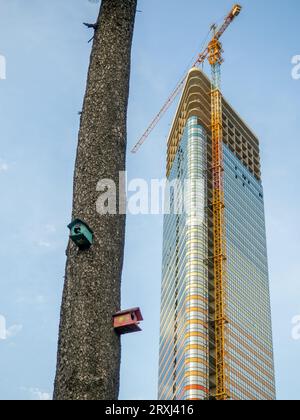 Case per uccelli su un grande albero. Case per uccelli dal design insolito nel parco. Prendersi cura degli uccelli. Luogo di nidificazione. Cose fatte in casa. Sullo sfondo di una grande Foto Stock
