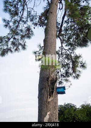 Case per uccelli su un grande albero. Case per uccelli dal design insolito nel parco. Prendersi cura degli uccelli. Luogo di nidificazione. Cose fatte in casa. Foto Stock