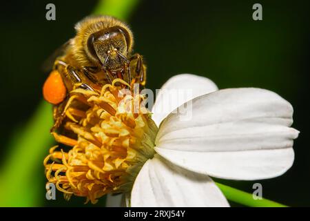 Api mellifere che raccolgono il polline dalla fioritura d'arancio Foto Stock