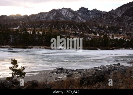 Un giovane pino che cresce dalle pietre sulla riva sabbiosa di un fiume ghiacciato che scorre attraverso una valle in montagne innevate in un giorno d'inverno. Katun ri Foto Stock